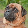 Groucho the Pug Mix