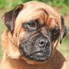 Groucho the Pug Mix