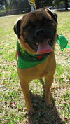 Groucho the Pug Mix