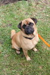 Groucho the Pug Mix
