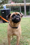 Groucho the Pug Mix
