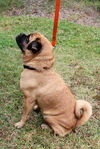Groucho the Pug Mix