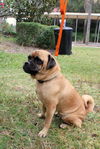 Groucho the Pug Mix