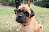 Groucho the Pug Mix