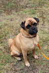 Groucho the Pug Mix