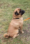Groucho the Pug Mix