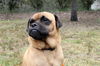 Groucho the Pug Mix