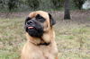 Groucho the Pug Mix