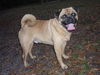 Groucho the Pug Mix