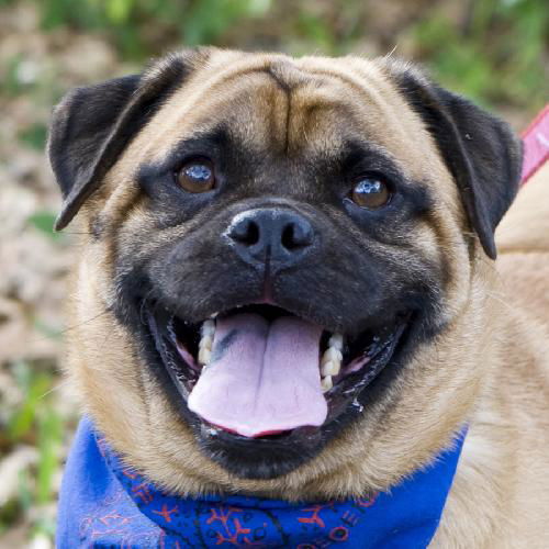 Groucho the Pug Mix