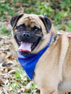 Groucho the Pug Mix