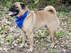 Groucho the Pug Mix