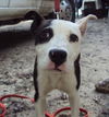 Brie the Bull Terrier Mix