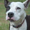 Brie the Bull Terrier Mix