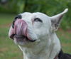 Brie the Bull Terrier Mix
