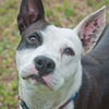 Brie the Bull Terrier Mix