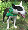 Brie the Bull Terrier Mix