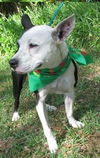 Brie the Bull Terrier Mix