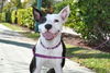 Brie the Bull Terrier Mix