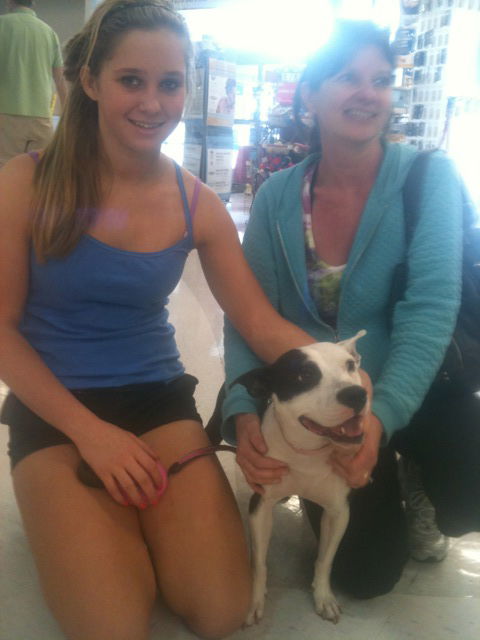 Brie the Bull Terrier Mix