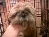 Coco the Shih Tzu