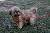 Coco the Shih Tzu