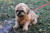 Coco the Shih Tzu