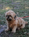 Coco the Shih Tzu