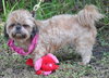 Coco the Shih Tzu