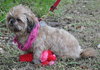 Coco the Shih Tzu