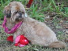 Coco the Shih Tzu