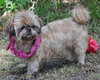 Coco the Shih Tzu