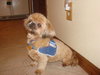 Coco the Shih Tzu