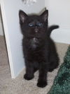 Velvet the Survivor Kitten