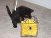 Velvet the Survivor Kitten