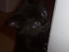 Velvet the Survivor Kitten