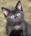 Velvet the Survivor Kitten