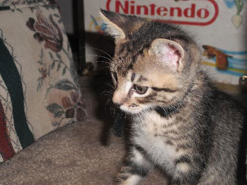 Magellan the Kitten