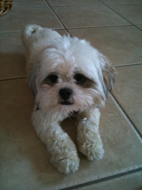 Lily the Lhasa Apso