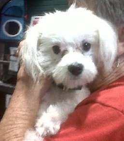 Fluffy the Maltese