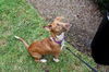 Broccoli the Trained Dachshund