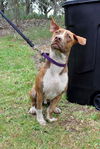 Broccoli the Trained Dachshund