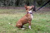 Broccoli the Trained Dachshund