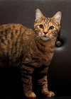 Mia the Kitten