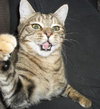 Mia the Kitten