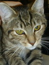 Roxy the Kitten