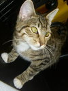Roxy the Kitten