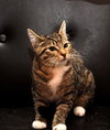 Roxy the Kitten