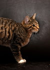 Roxy the Kitten