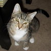 Roxy the Kitten